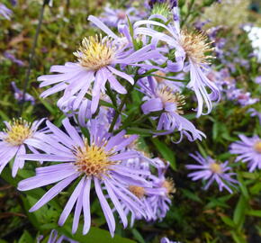 Hvězdnice novobelgická 'Blütenmeer' - Aster novi-belgii 'Blütenmeer'