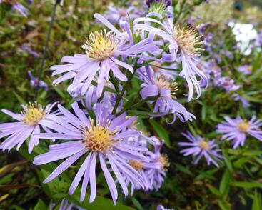 Hvězdnice novobelgická 'Blütenmeer'