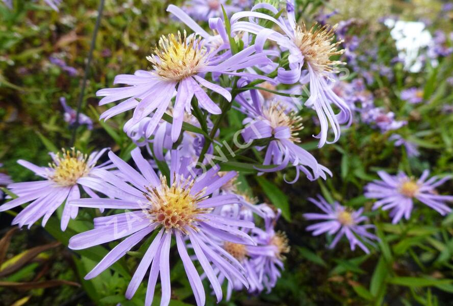 Hvězdnice novobelgická 'Blütenmeer' - Aster novi-belgii 'Blütenmeer'