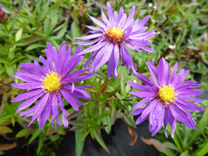 Hvězdnice novobelgická 'Blauglut' - Aster novi-belgii 'Blauglut'