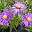 Hvězdnice novobelgická 'Blauglut' - Aster novi-belgii 'Blauglut'