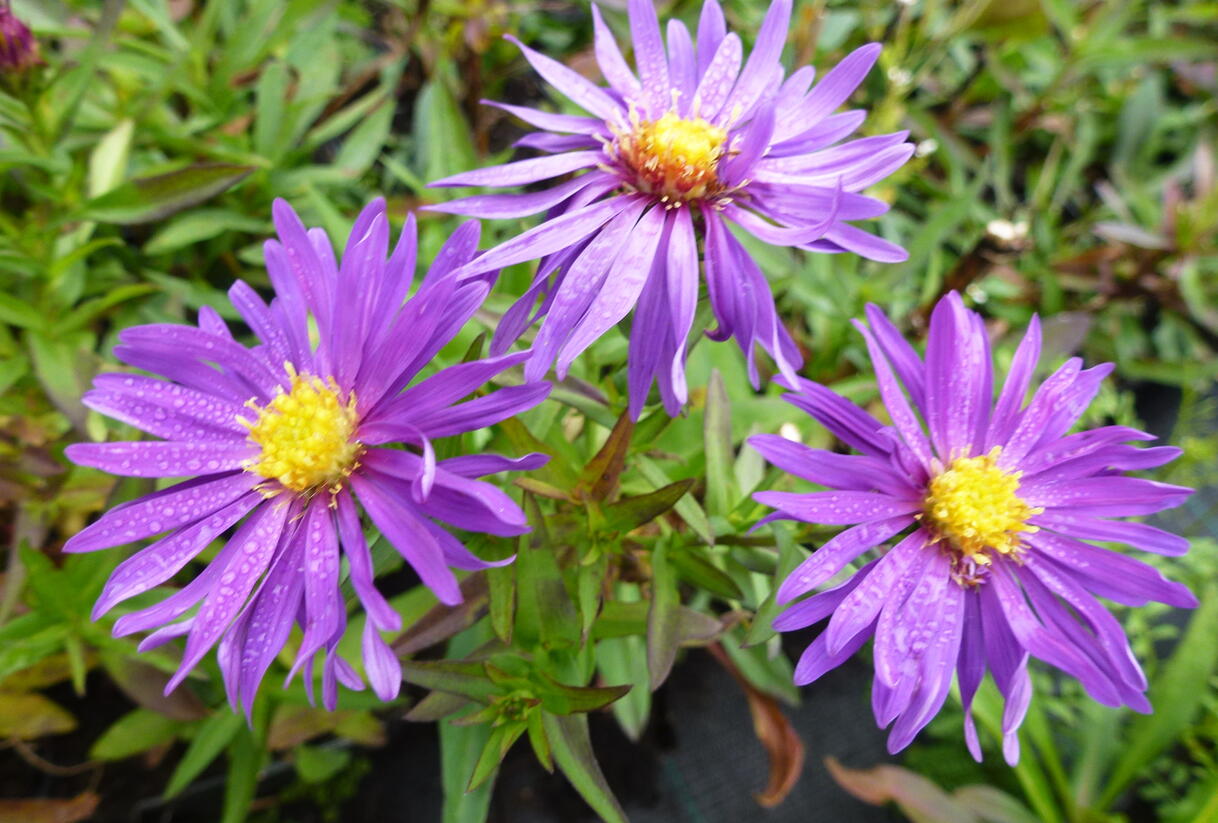 Hvězdnice novobelgická 'Blauglut' - Aster novi-belgii 'Blauglut'