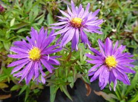 Hvězdnice novobelgická 'Blauglut' - Aster novi-belgii 'Blauglut'