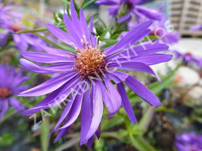 Hvězdnice novobelgická 'Blauglut' - Aster novi-belgii 'Blauglut'