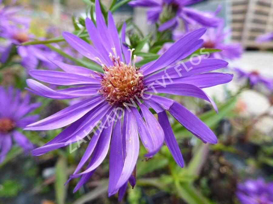 Hvězdnice novobelgická 'Blauglut' - Aster novi-belgii 'Blauglut'