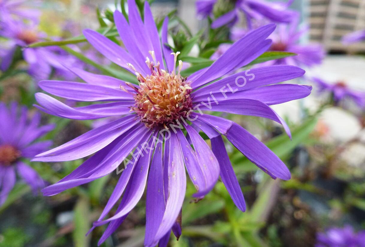 Hvězdnice novobelgická 'Blauglut' - Aster novi-belgii 'Blauglut'