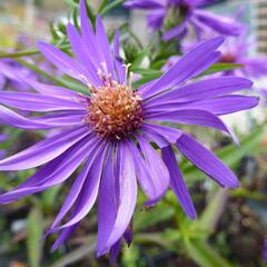 Hvězdnice novobelgická 'Blauglut' - Aster novi-belgii 'Blauglut'