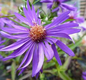 Hvězdnice novobelgická 'Blauglut' - Aster novi-belgii 'Blauglut'