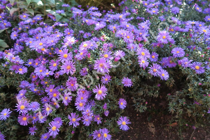 Hvězdnice novobelgická 'Blaue Nachhut' - Aster novi-belgii 'Blaue Nachhut'