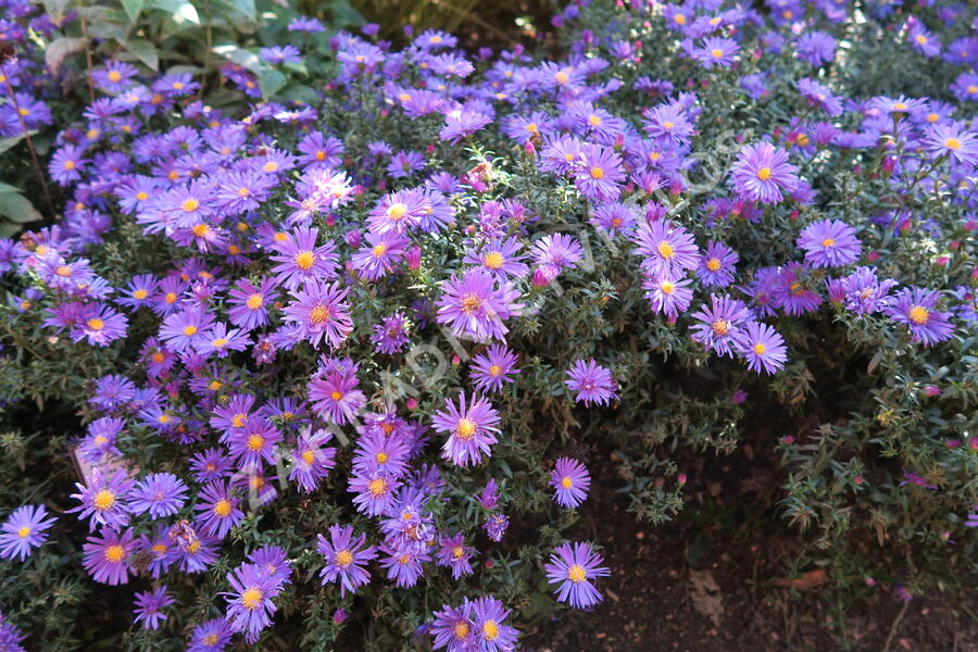 Hvězdnice novobelgická 'Blaue Nachhut' - Aster novi-belgii 'Blaue Nachhut'