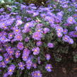 Hvězdnice novobelgická 'Blaue Nachhut' - Aster novi-belgii 'Blaue Nachhut'