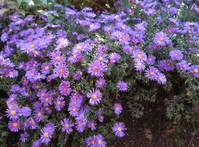 Hvězdnice novobelgická 'Blaue Nachhut' - Aster novi-belgii 'Blaue Nachhut'