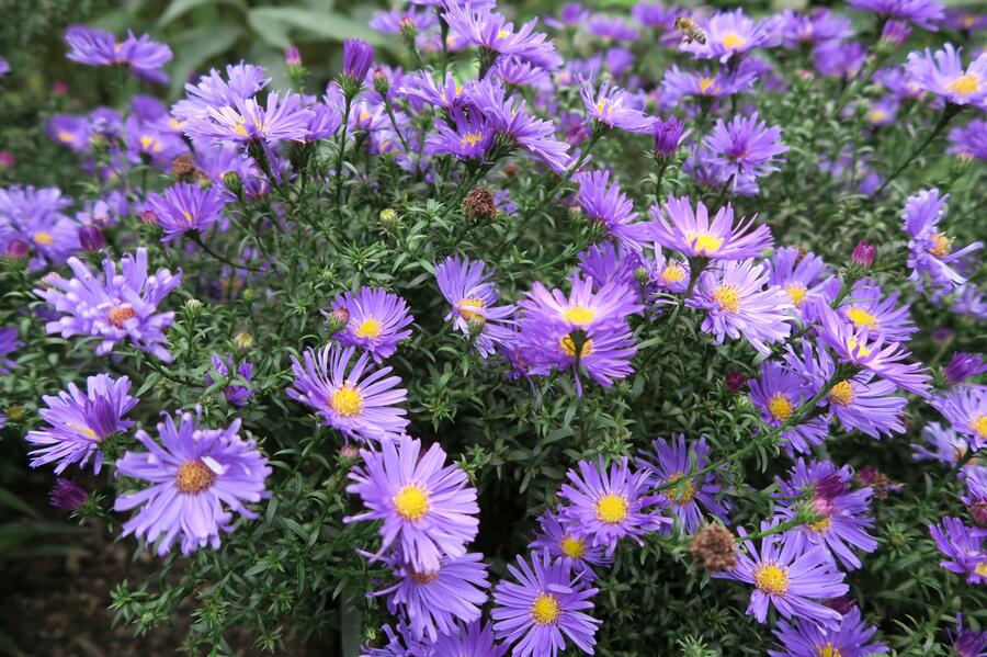 Hvězdnice novobelgická 'Blaue Nachhut' - Aster novi-belgii 'Blaue Nachhut'
