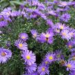 Hvězdnice novobelgická 'Blaue Nachhut' - Aster novi-belgii 'Blaue Nachhut'