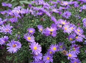 Hvězdnice novobelgická 'Blaue Nachhut' - Aster novi-belgii 'Blaue Nachhut'