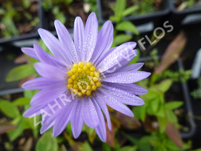 Hvězdnice novobelgická 'Blaue Nachhut' - Aster novi-belgii 'Blaue Nachhut'
