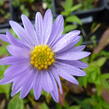 Hvězdnice novobelgická 'Blaue Nachhut' - Aster novi-belgii 'Blaue Nachhut'