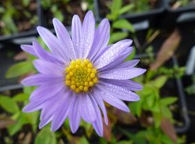 Hvězdnice novobelgická 'Blaue Nachhut' - Aster novi-belgii 'Blaue Nachhut'