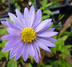 Hvězdnice novobelgická 'Blaue Nachhut' - Aster novi-belgii 'Blaue Nachhut'