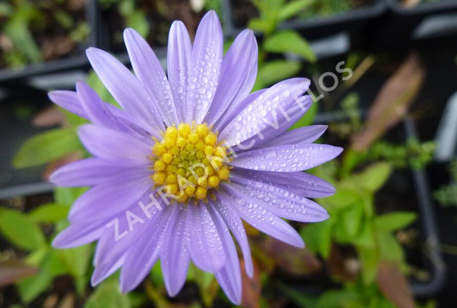 Hvězdnice novobelgická 'Blaue Nachhut' - Aster novi-belgii 'Blaue Nachhut'