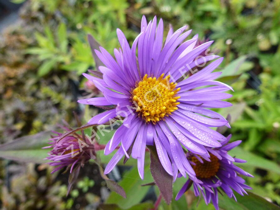 Hvězdnice novoanglická 'Barr's Blue' - Aster novae-angliae 'Barr's Blue'