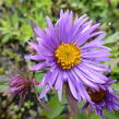 Hvězdnice novoanglická 'Barr's Blue' - Aster novae-angliae 'Barr's Blue'