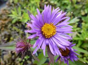 Hvězdnice novoanglická 'Barr's Blue' - Aster novae-angliae 'Barr's Blue'
