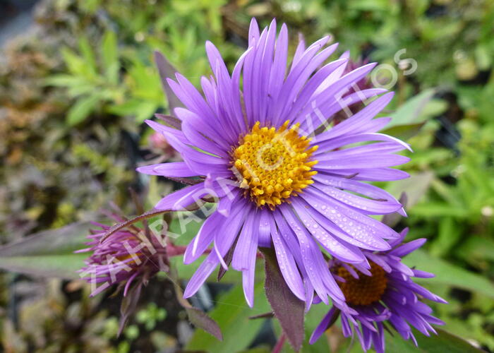 Hvězdnice novoanglická 'Barr's Blue' - Aster novae-angliae 'Barr's Blue'