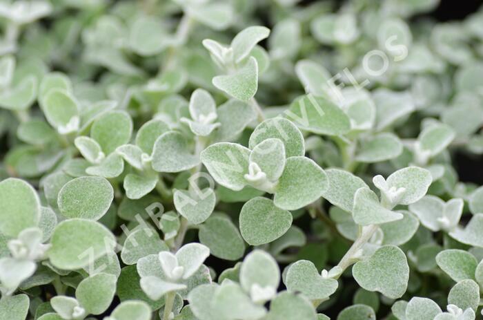 Smil 'Silver' - Helichrysum petiolare 'Silver'