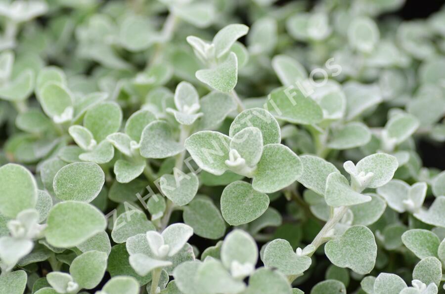 Smil 'Silver' - Helichrysum petiolare 'Silver'