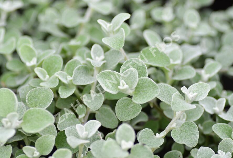 Smil 'Silver' - Helichrysum petiolare 'Silver'