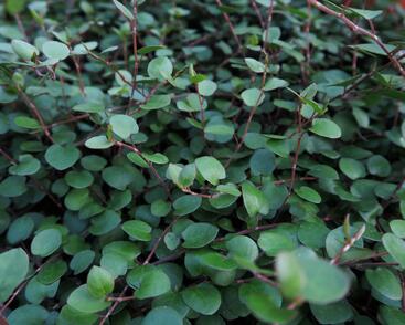 Muehlenbekie, dívenka complexa 'Sealand'