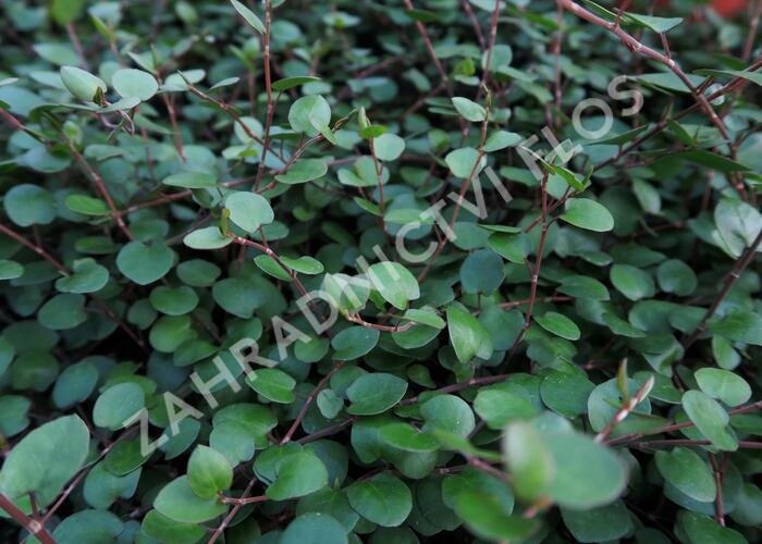 Muehlenbeckia complexa 'Sealand' - Muehlenbeckia complexa 'Sealand'