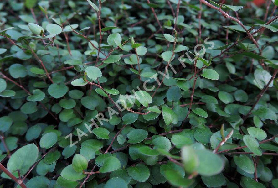 Muehlenbekie, dívenka complexa 'Sealand' - Muehlenbeckia complexa 'Sealand'