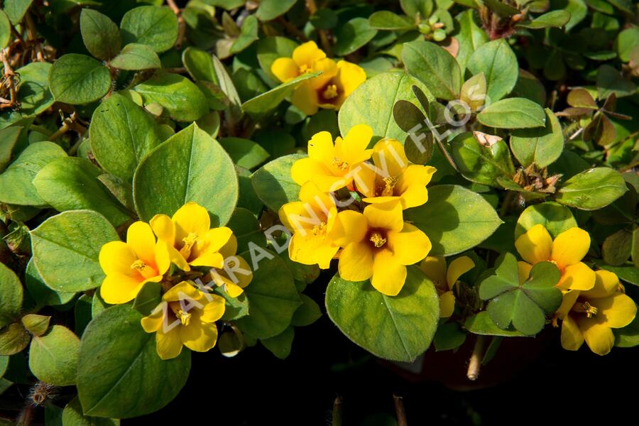 Vrbina 'Lyssi' - Lysimachia congestiflora 'Lyssi'