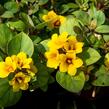Vrbina 'Lyssi' - Lysimachia congestiflora 'Lyssi'