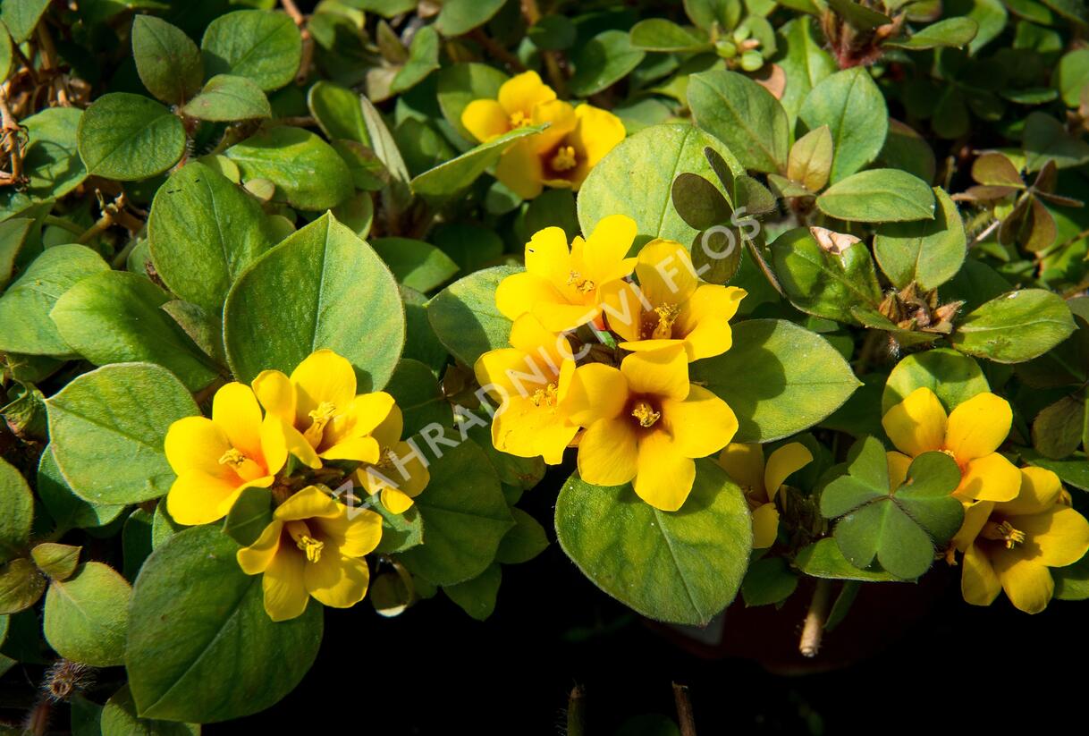 Vrbina hustokvětá 'Lyssi' - Lysimachia congestiflora 'Lyssi'
