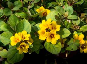 Vrbina hustokvětá 'Lyssi' - Lysimachia congestiflora 'Lyssi'
