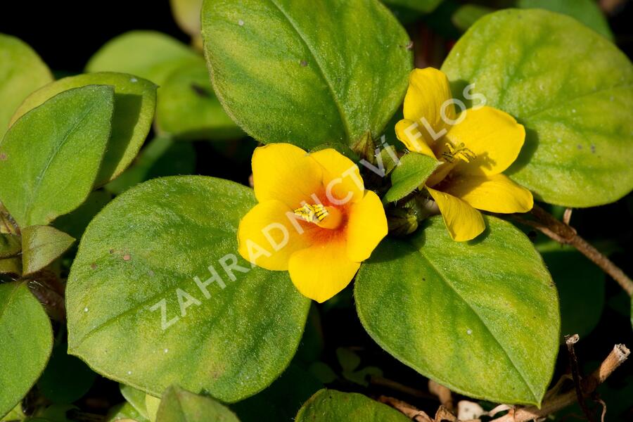 Vrbina 'Lyssi' - Lysimachia congestiflora 'Lyssi'