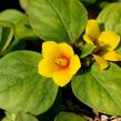 Vrbina 'Lyssi' - Lysimachia congestiflora 'Lyssi'