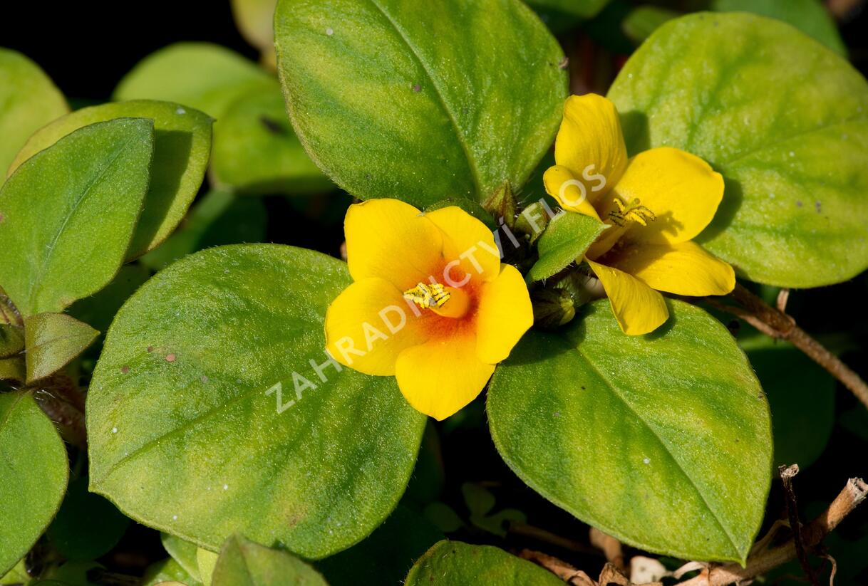 Vrbina hustokvětá 'Lyssi' - Lysimachia congestiflora 'Lyssi'