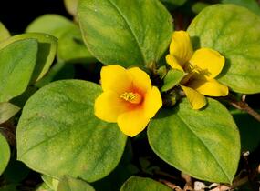 Vrbina hustokvětá 'Lyssi' - Lysimachia congestiflora 'Lyssi'