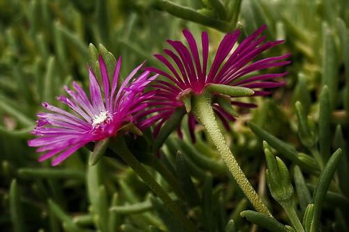 Lamparantus 'Rosa' - Lampranthus roseus 'Rosa'