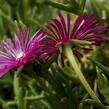 Lamparantus 'Rosa' - Lampranthus roseus 'Rosa'