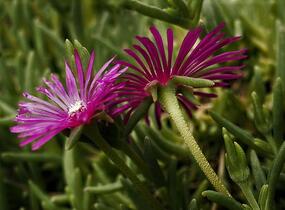 Lamparantus 'Rosa' - Lampranthus roseus 'Rosa'