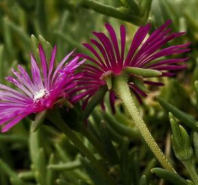 Lamparantus 'Rosa' - Lampranthus roseus 'Rosa'