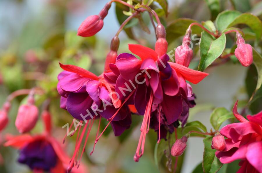 Fuchsie, čílko 'Voodoo' - Fuchsia hybrida 'Voodoo'