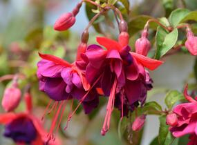 Fuchsie, čílko 'Voodoo' - Fuchsia hybrida 'Voodoo'