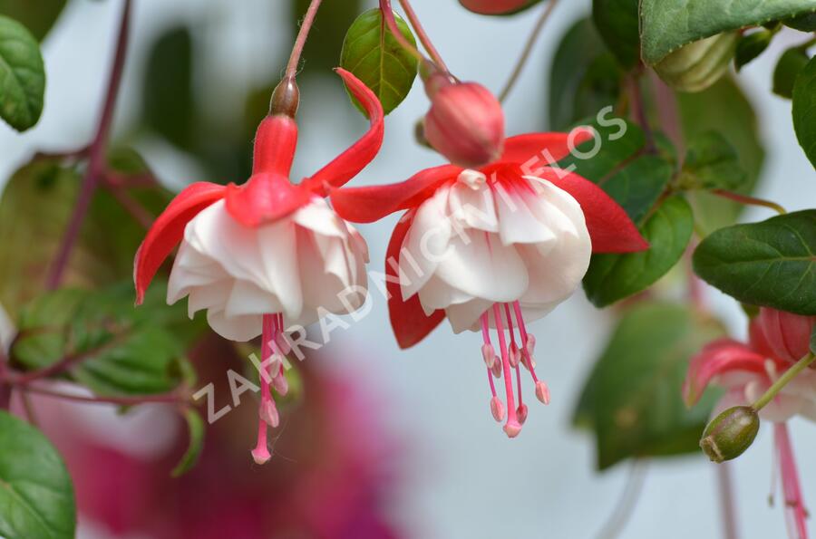 Fuchsie, čílko 'Swingtime' - Fuchsia hybrida 'Swingtime'