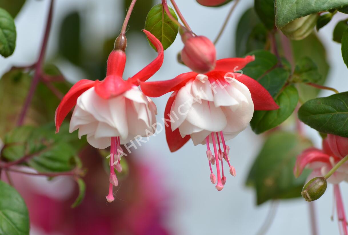 Fuchsie, čílko 'Swingtime' - Fuchsia hybrida 'Swingtime'